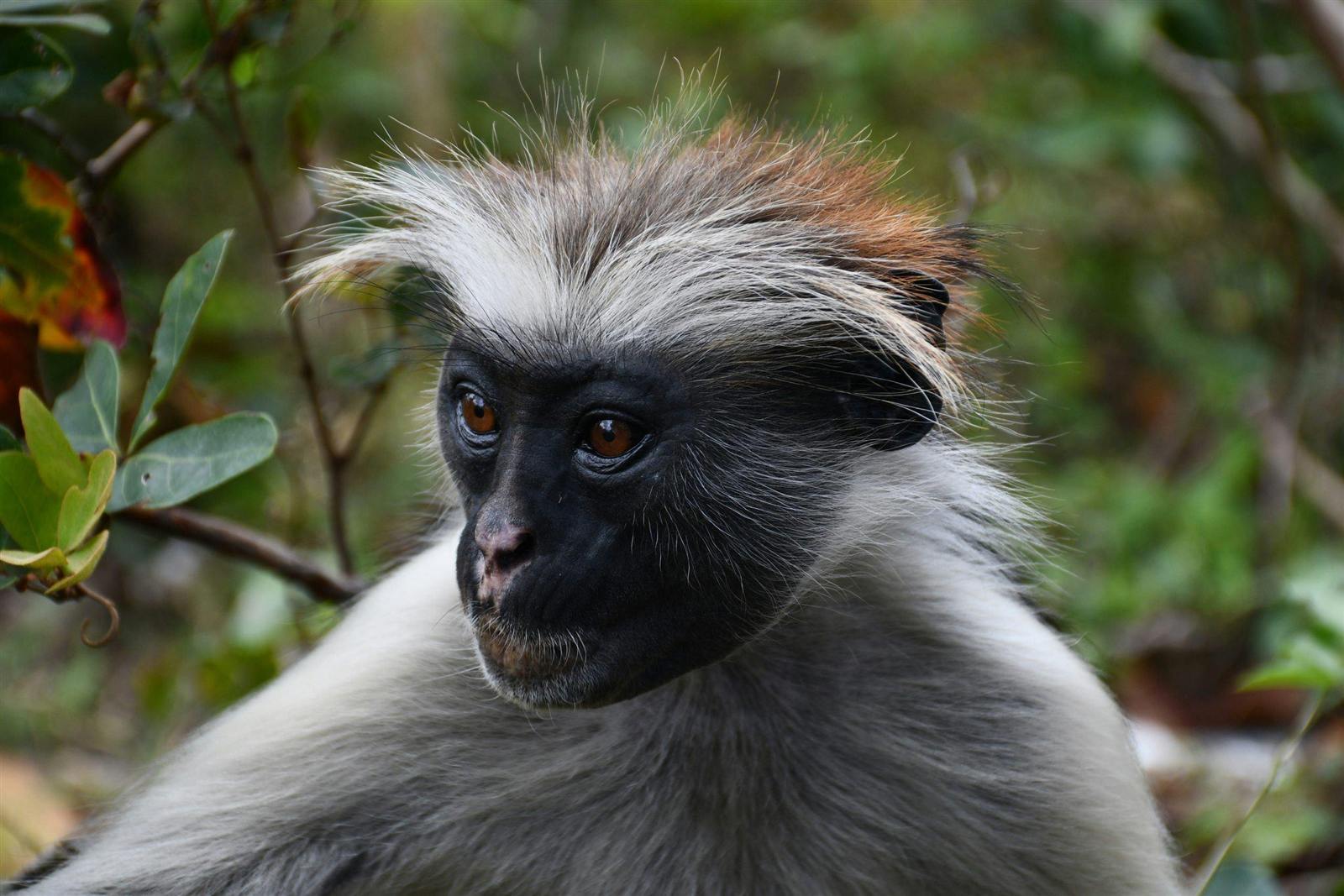 Zanzibar red colobus monkey in Jozani Forest
