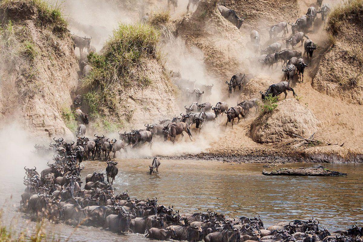 Wildebeest crossing a river