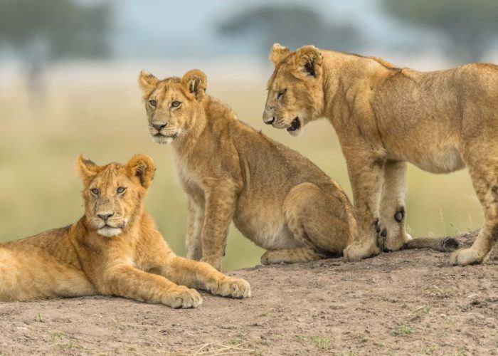Lions resting on the Serengeti plains
