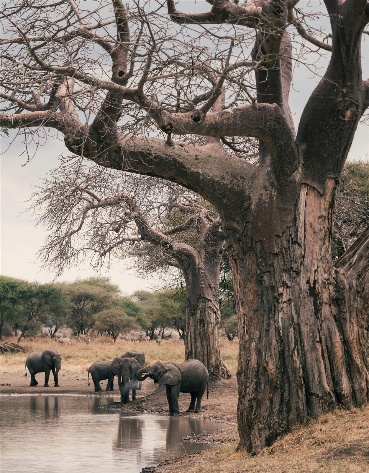 Elephants beside a giant baobab tree