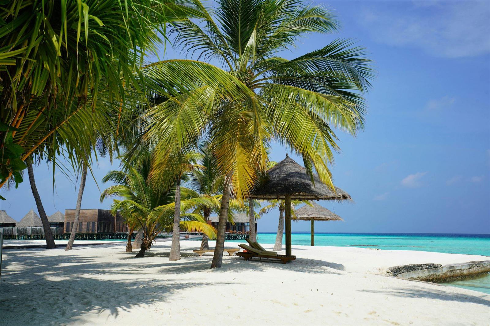 Palm-fringed white-sand beach in Zanzibar